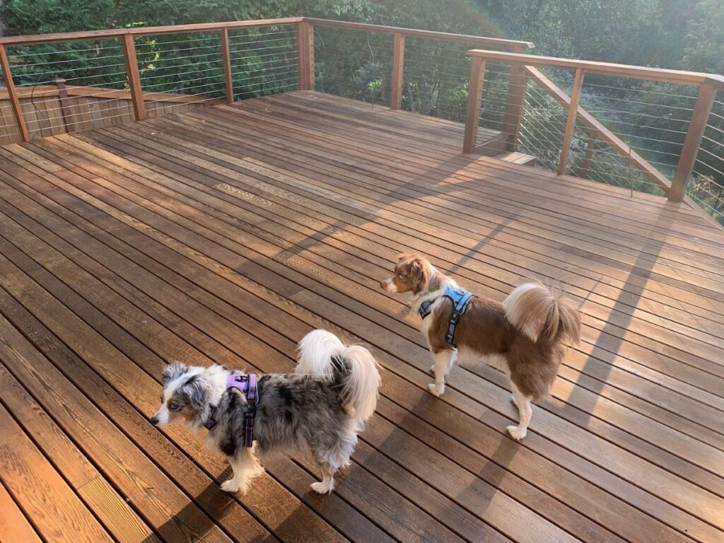 Two small dogs standing on a large, sunlit wooden deck with a railing.
