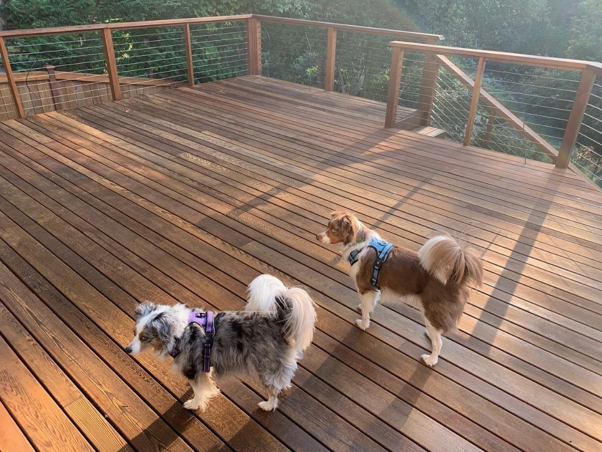 Two small dogs standing on a large, sunlit wooden deck with a railing.