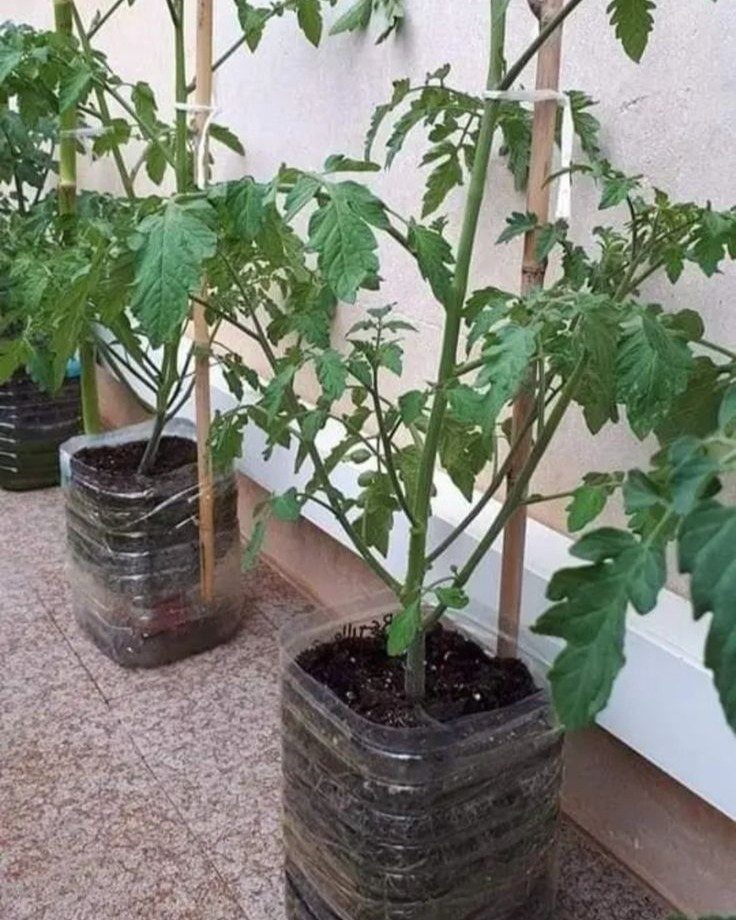 Tomato plants growing in repurposed clear plastic bottles acting as DIY planters on a tiled floor.